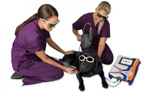 Black Labrador Retriever Receiving MLS Laser Therapy Treatment