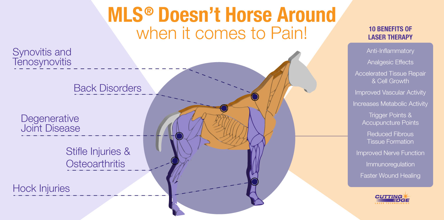 MLS Laser Therapy doesn't horse around with pain!