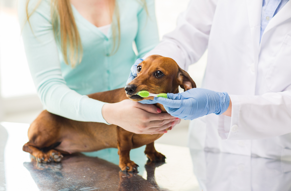 Dog getting teeth brushed
