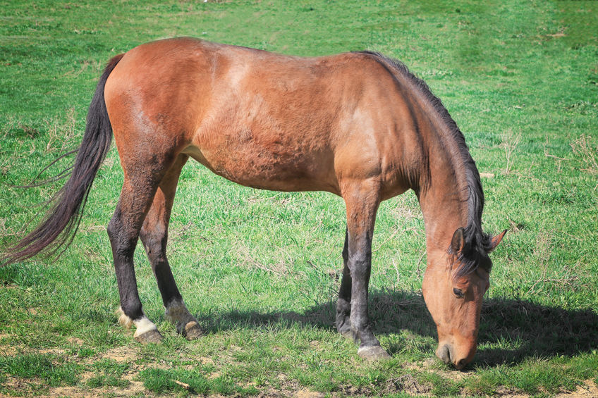 horse with a bite wound on neck