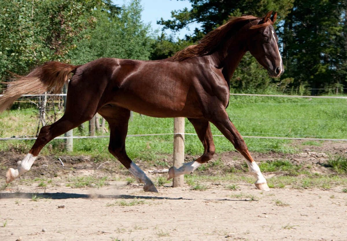 hoof bruise on barefoot horse