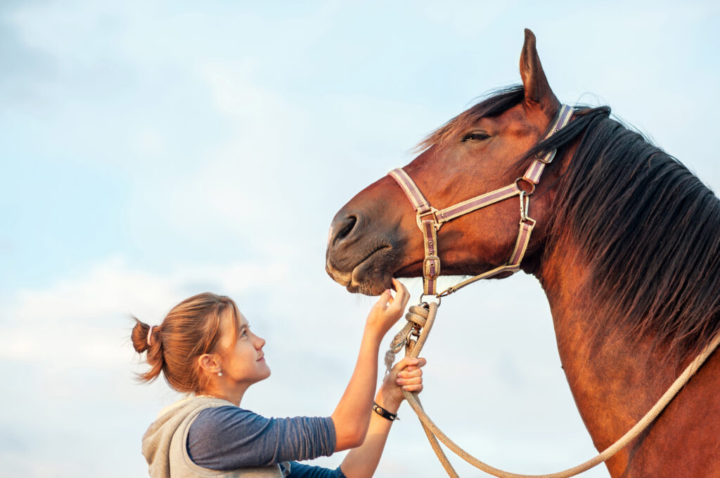 6 Ways Laser Therapy is Used in Equine Medicine