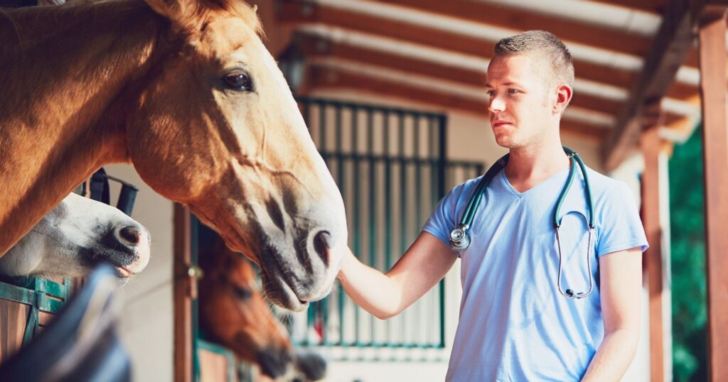 Equine | Wound Study | MLS Laser Therapy