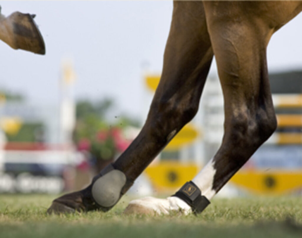 MLS Laser Therapy on traumaticly damaged horse hock.