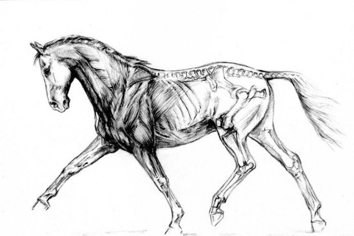 Reoccurring Tendinitis in horse | Laser Therapy Case Study