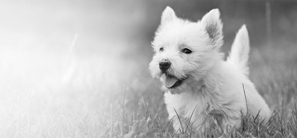 Dog Smiling in Field Black and White