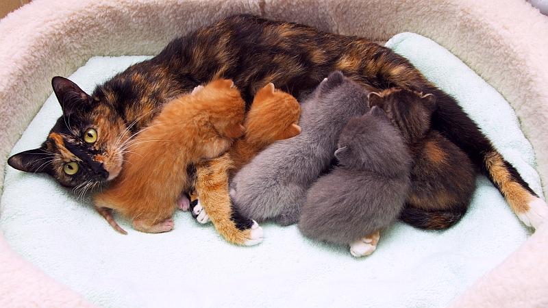 Cats cuddled together in a cat bed