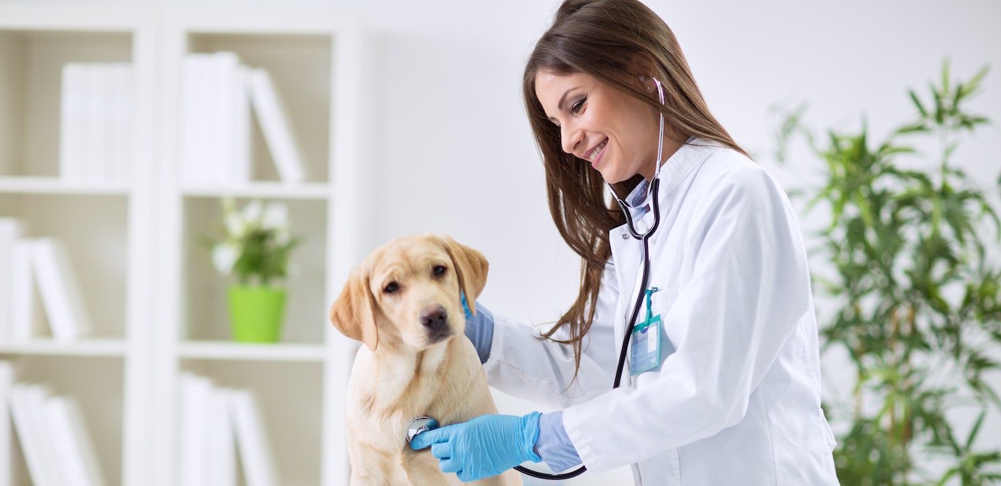 Dog getting care