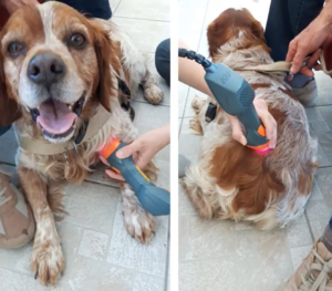 Rocky Receiving MLS Laser Therapy Treatment