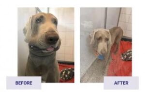 Dog before and after