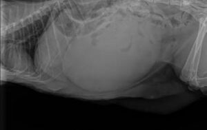 Bree's X-ray