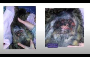 Animal pics of wound