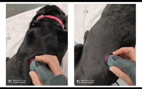 Dog getting cared for