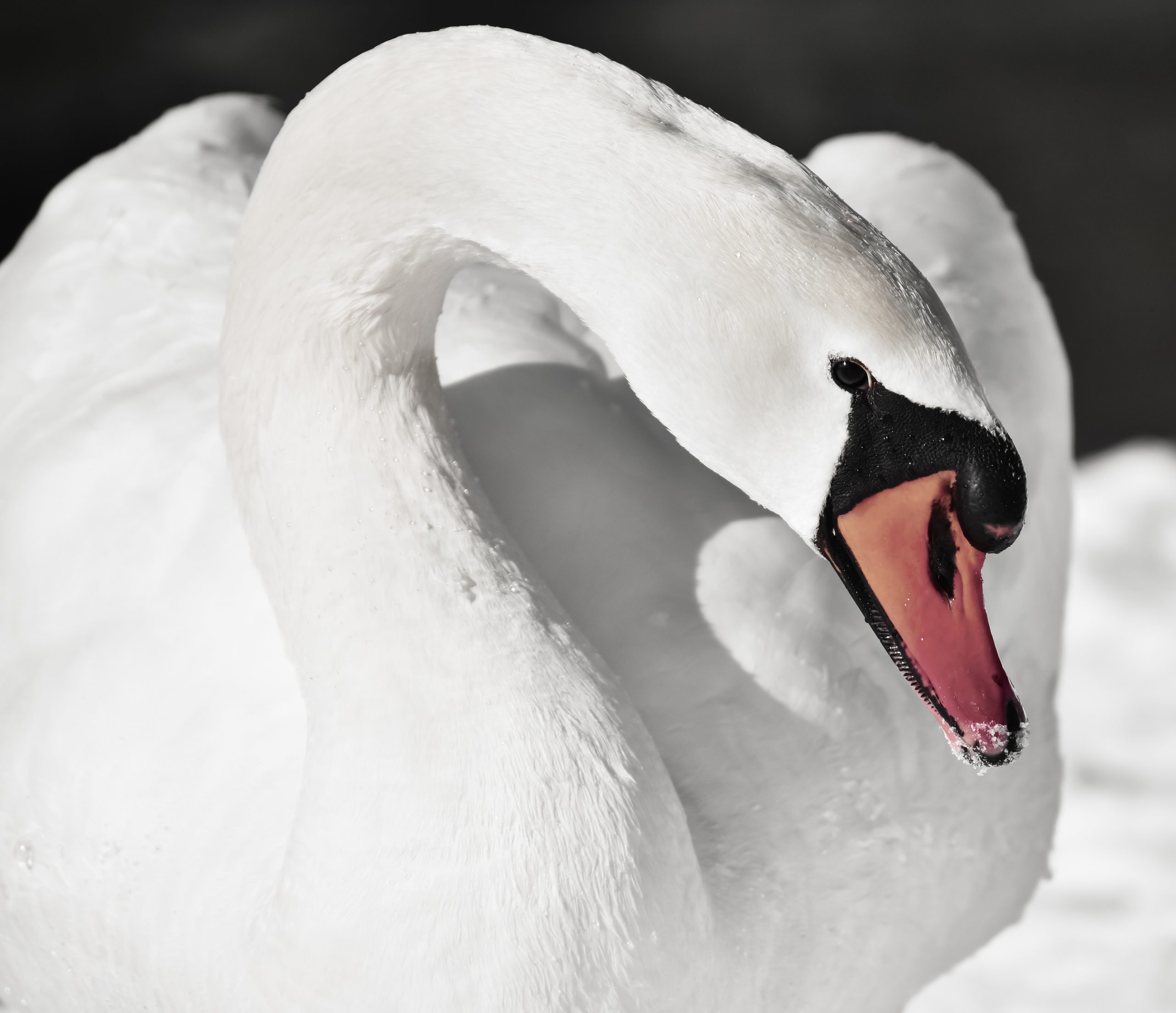 Swan