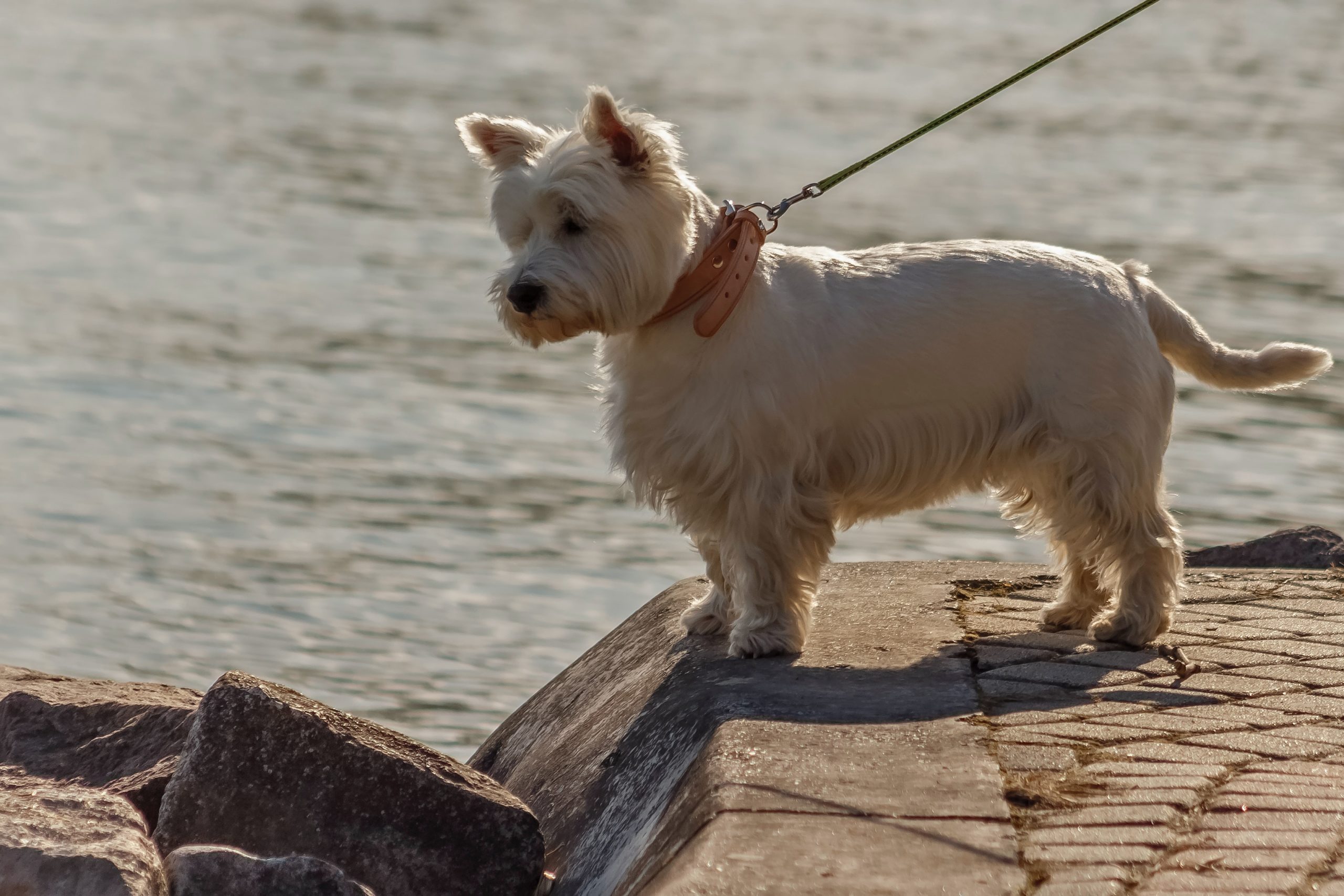 West Highland White Terrier on a walk