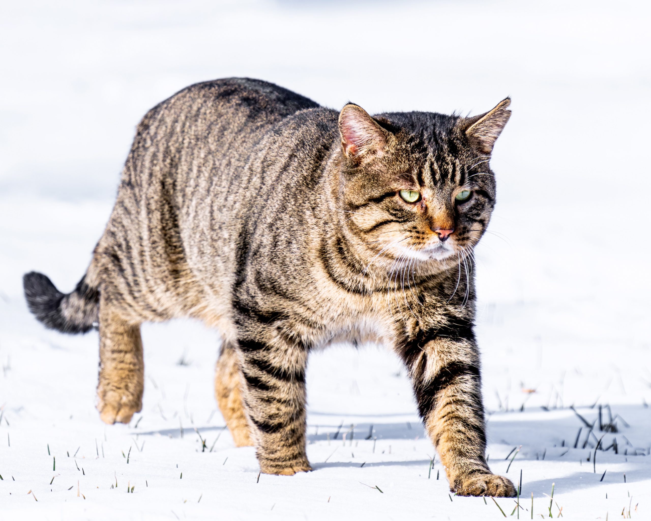 European cat in the snow