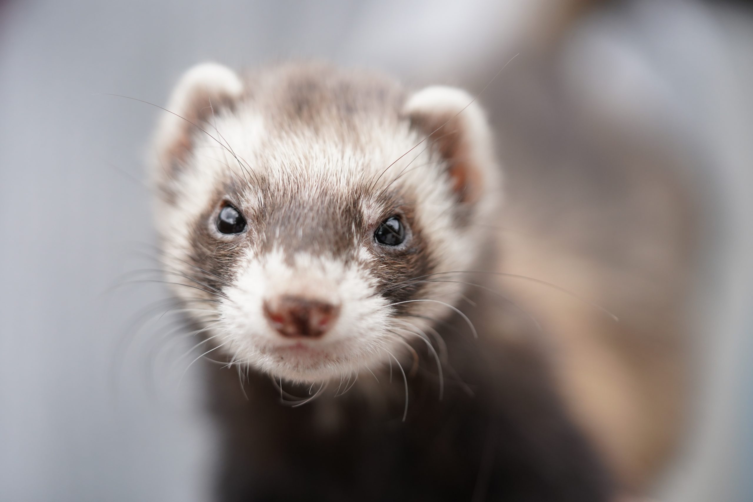 Ferret looking cute at the camera