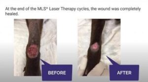Side-by-side before-and-after photos showing that Apple's wound had healing after MLS Laser Therapy Treatments