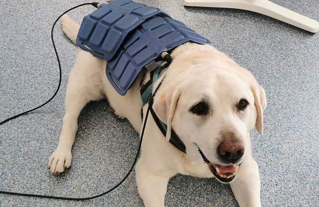Dog recieving Magnetotherapy treatment