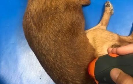 Ilga being treated with MLS Laser Therapy