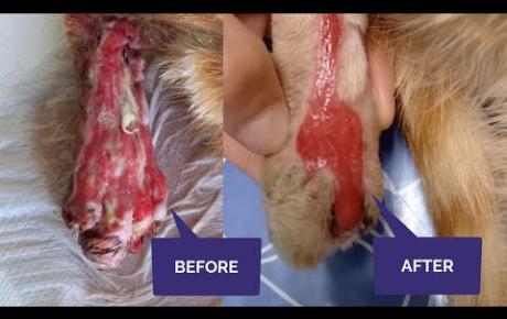 Romeo Case Study Before and After