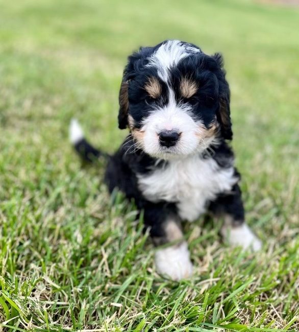 dog sitting in grass