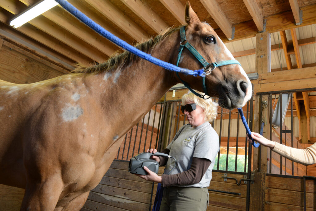 Mphi_Application_Equine_Wide_Shoulder_LOW