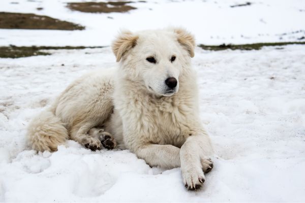 Sheepdog sitting in snow