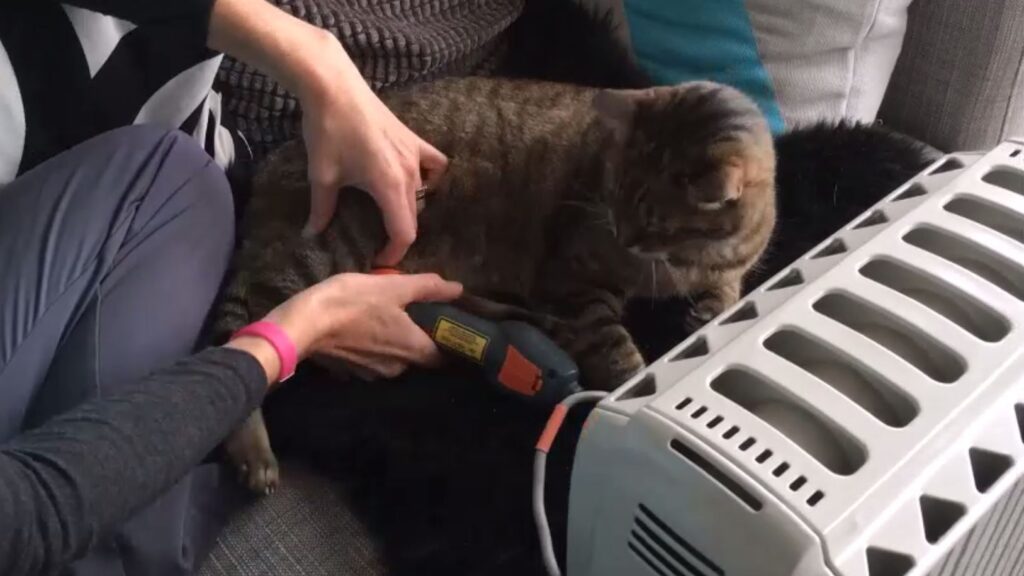 Burton the cat being treated with MLS Laser Therapy