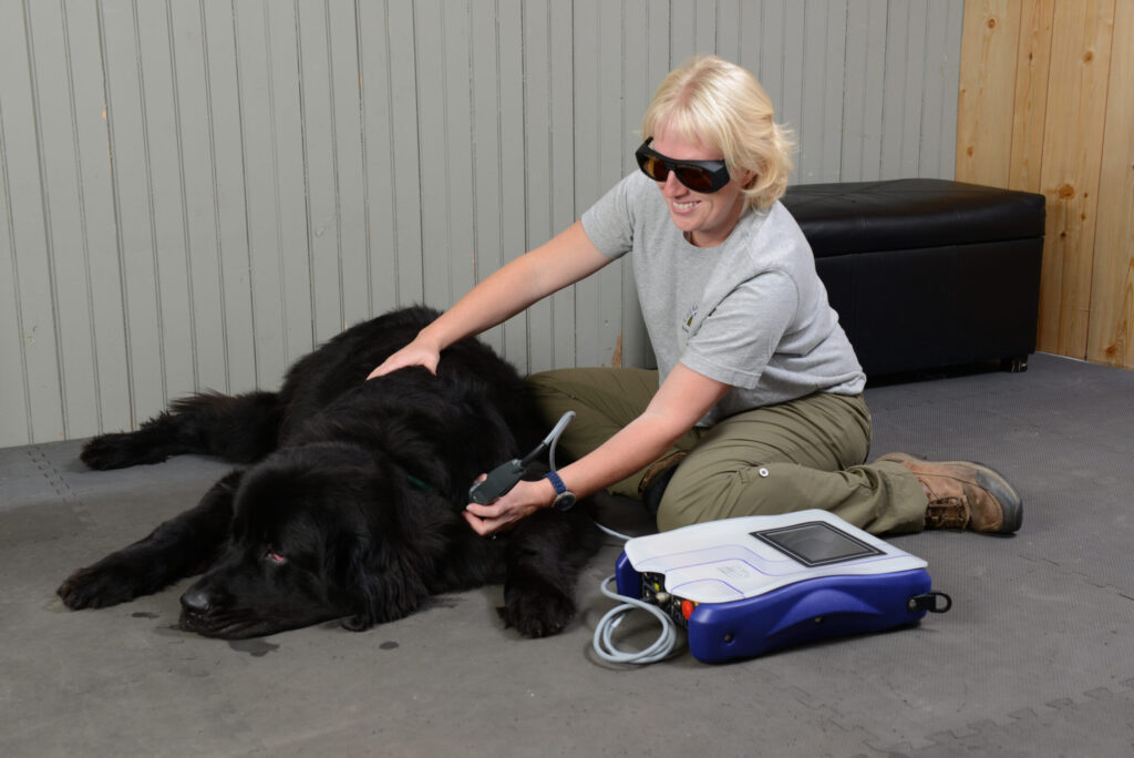 Dog getting treatment