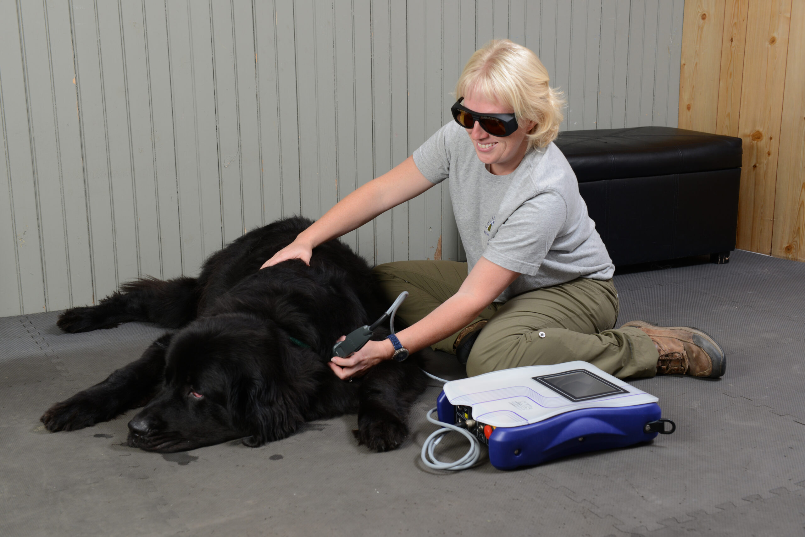 Dog getting treatment