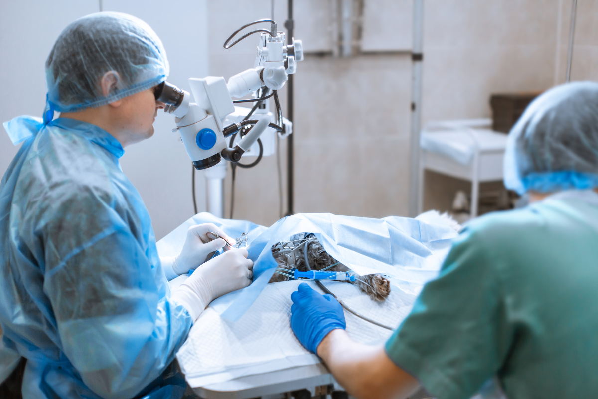 Injured Dog Receives Treatment