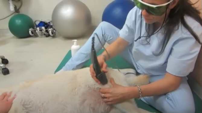 Animal getting treatment