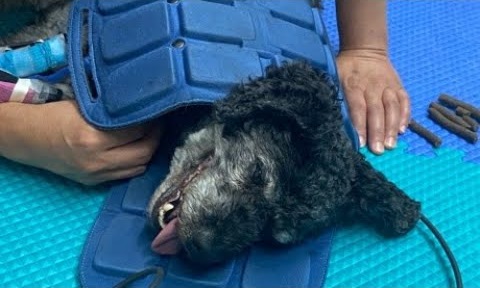 Dog receiving treatment