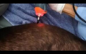 Dog getting treatment