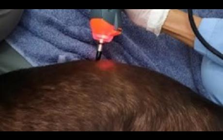 Dog getting treatment