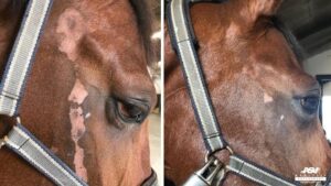 Horse before and after