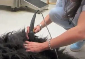 Dog getting treatment