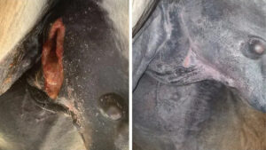 Animal before and after