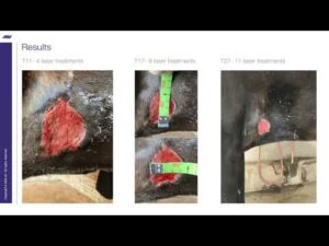 Dog treatment results