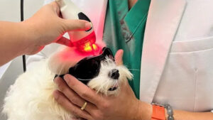 Dog receiving treatment