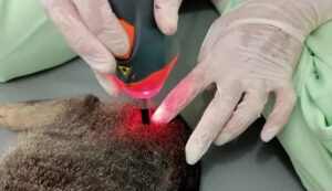 Animal receiving treatment