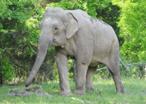 Elephant