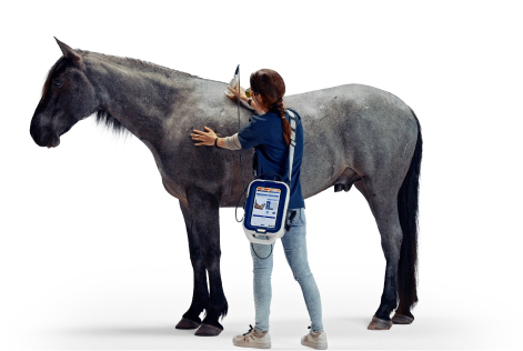 Horse getting treatment
