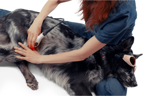 Dog geting treatment