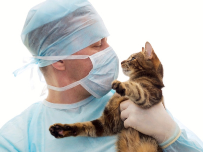Surgeon holding cat