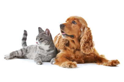 Dog and cat