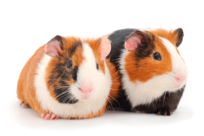 Two Guinea pigs