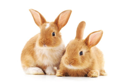 Two Rabbits