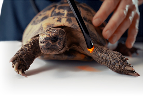 Turtle getting treatment